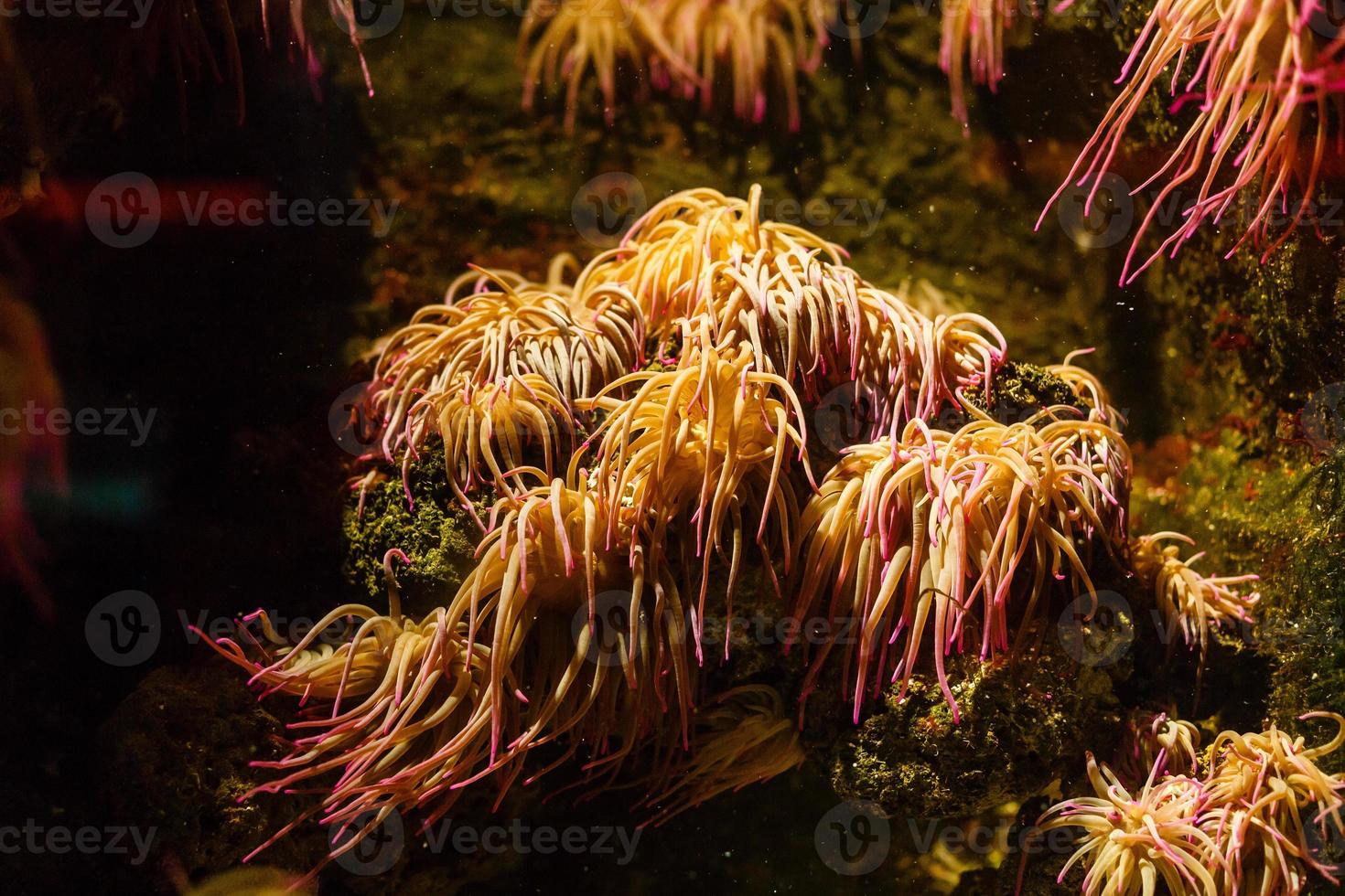 kleine bunte fische, helles korallenriff im aquarium. Unterwasserleben. foto