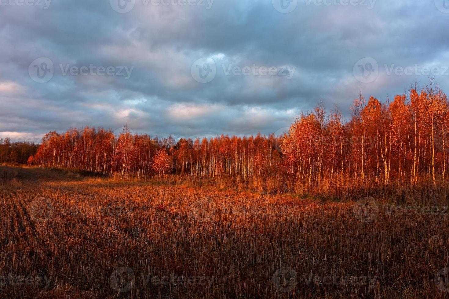 Natürliche Herbstlandschaften in Lettland foto