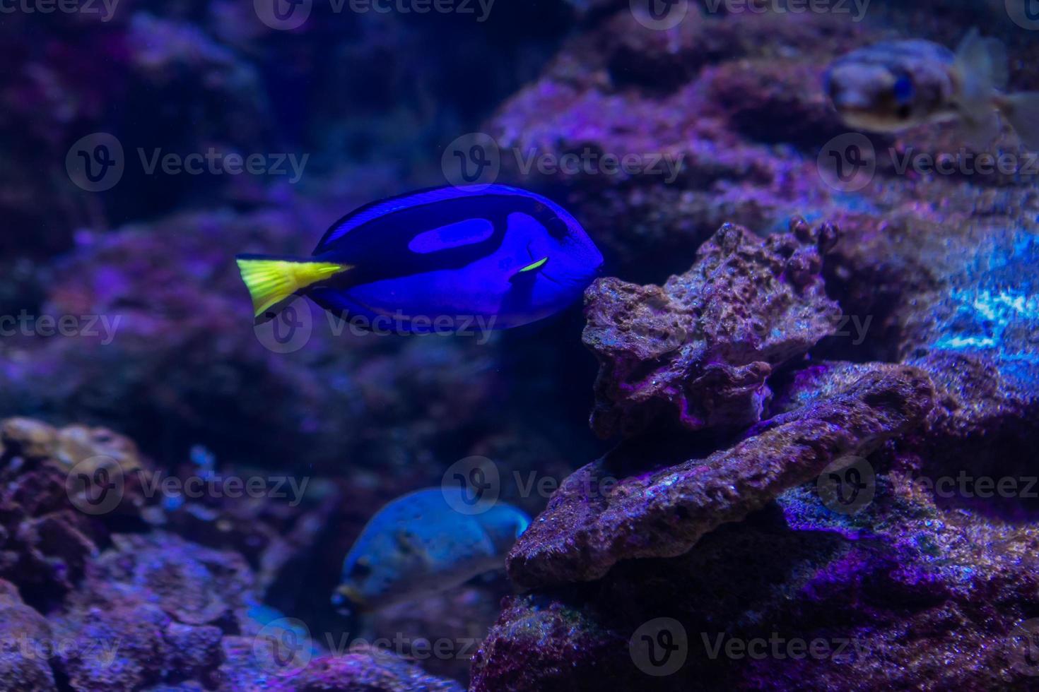 verschiedene tropische fische unter wasser foto