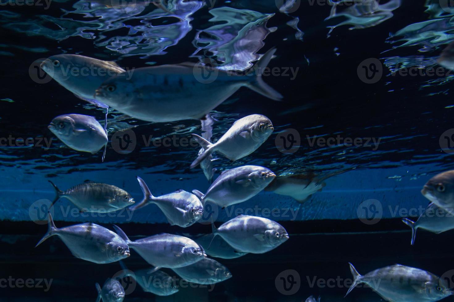 verschiedene tropische fische unter wasser foto