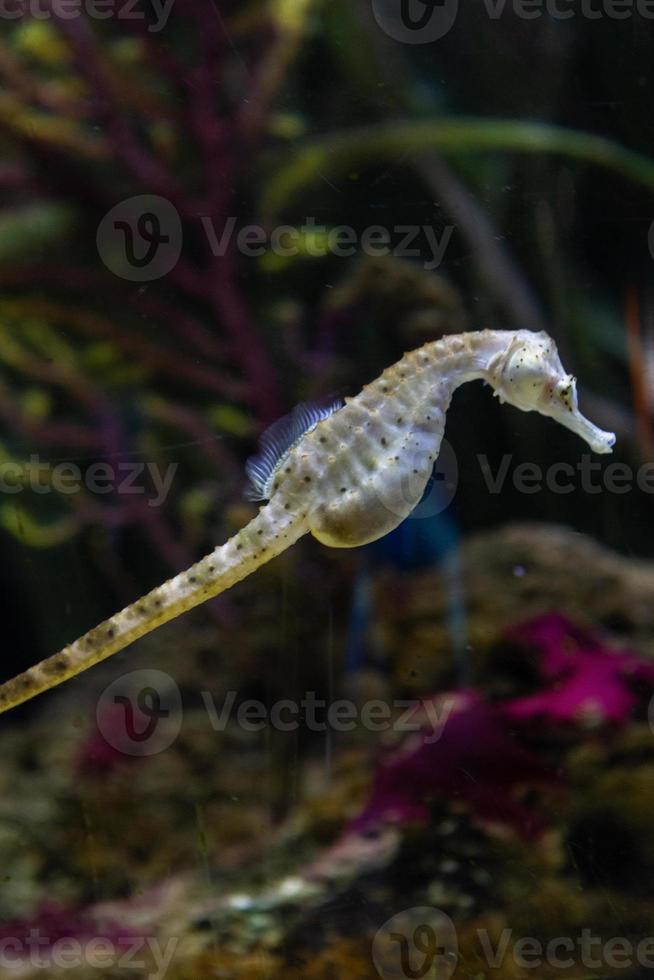 verschiedene tropische fische unter wasser foto