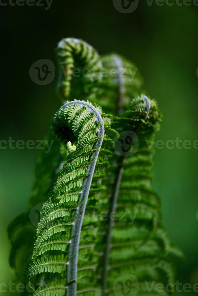 grüner Fiddlehead-Farn foto