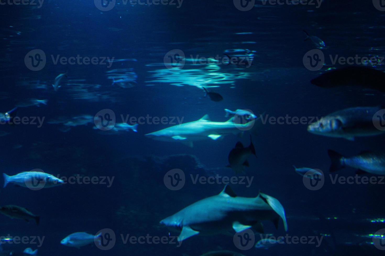 verschiedene tropische fische unter wasser foto