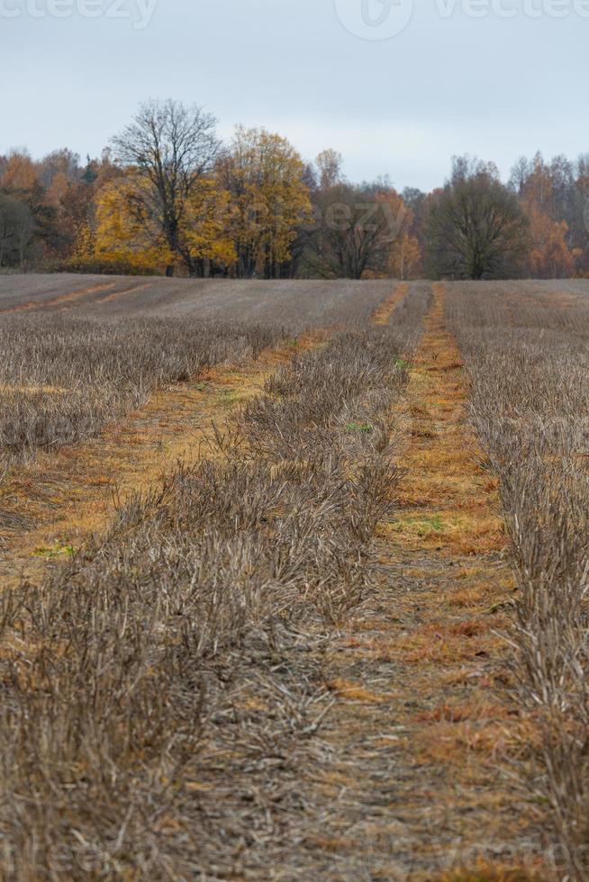 Natürliche Herbstlandschaften in Lettland foto