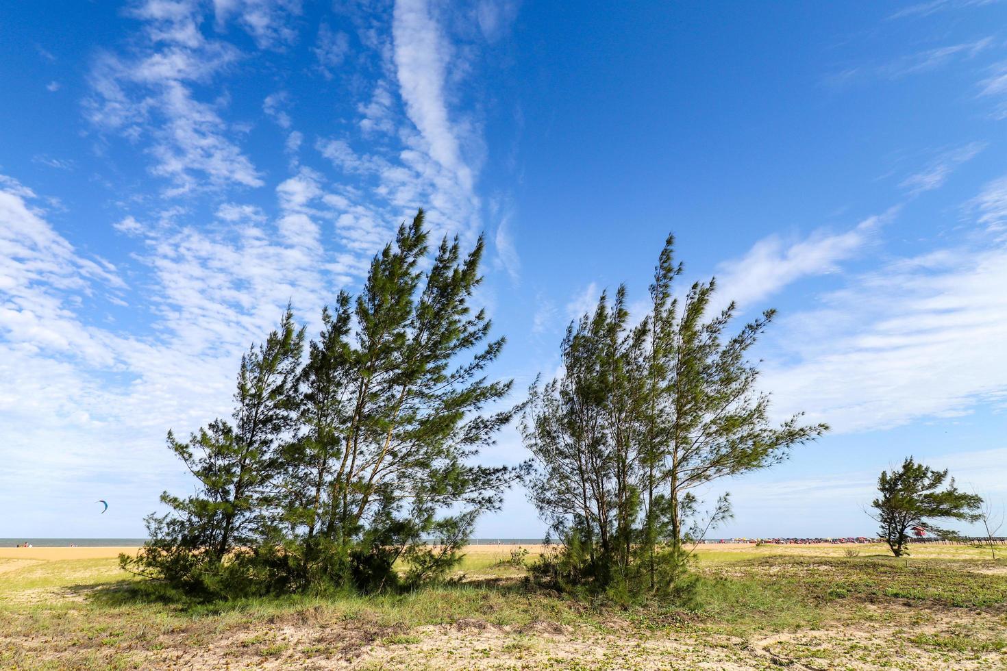 sao joao da barra, rj, brasilien, 2022 - ein vom wind gebogener casuarina-baum am grussai-strand foto