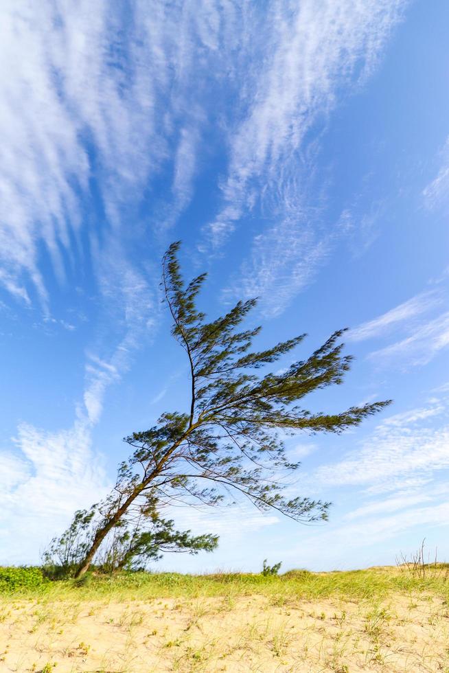 sao joao da barra, rj, brasilien, 2022 - ein vom wind gebogener casuarina-baum am grussai-strand foto