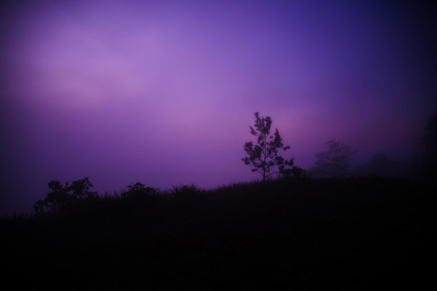 Baum nachts und purpurroter Himmel dunkler Hintergrund foto
