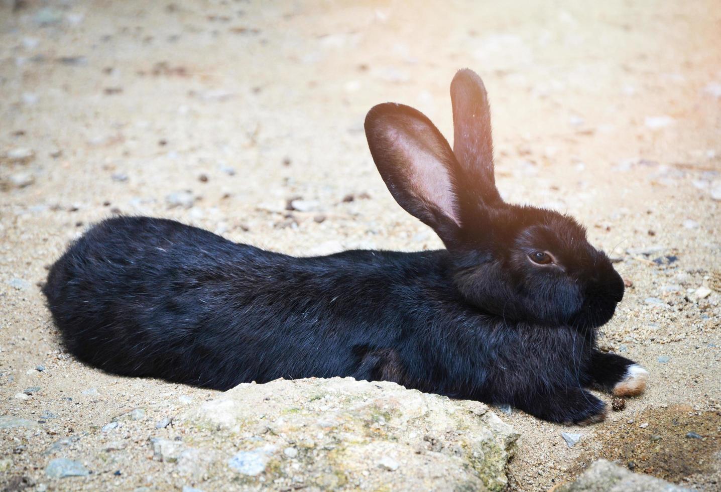 schwarzes kaninchen, das auf dem boden in der tierhausfarm liegt foto