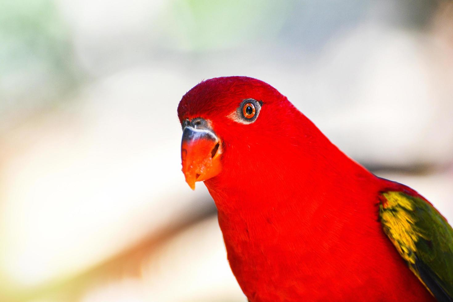 Chattering Lory Papagei steht auf Ast Baum schöner roter Papageienvogel foto