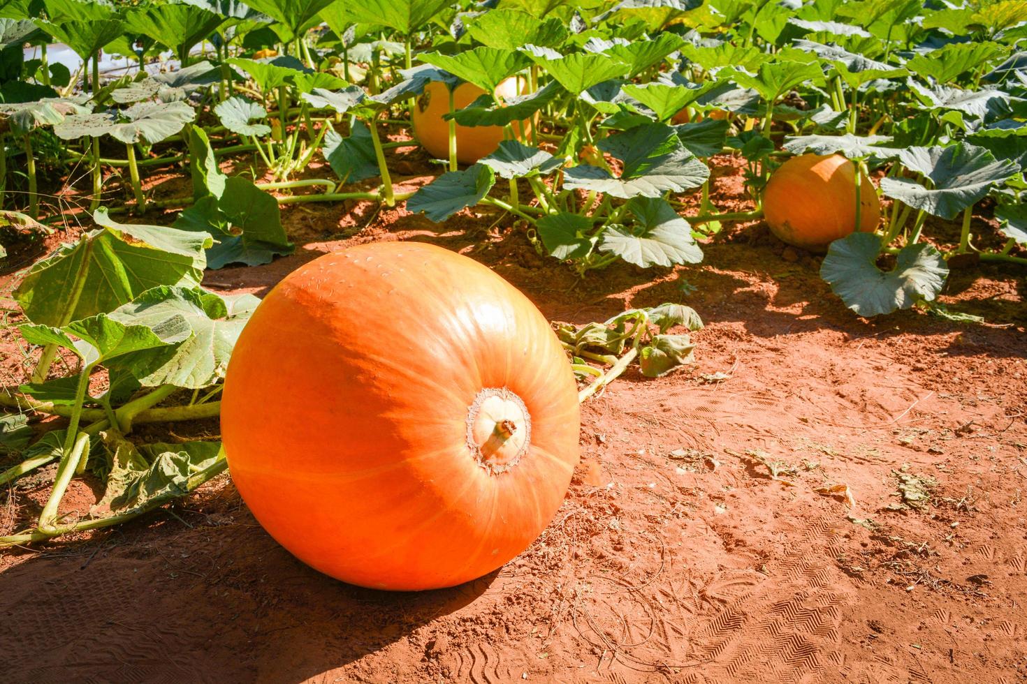 orangefarbene Kürbispflanze auf dem Feld, das auf Weinreben im Bio-Gemüsegarten wächst foto