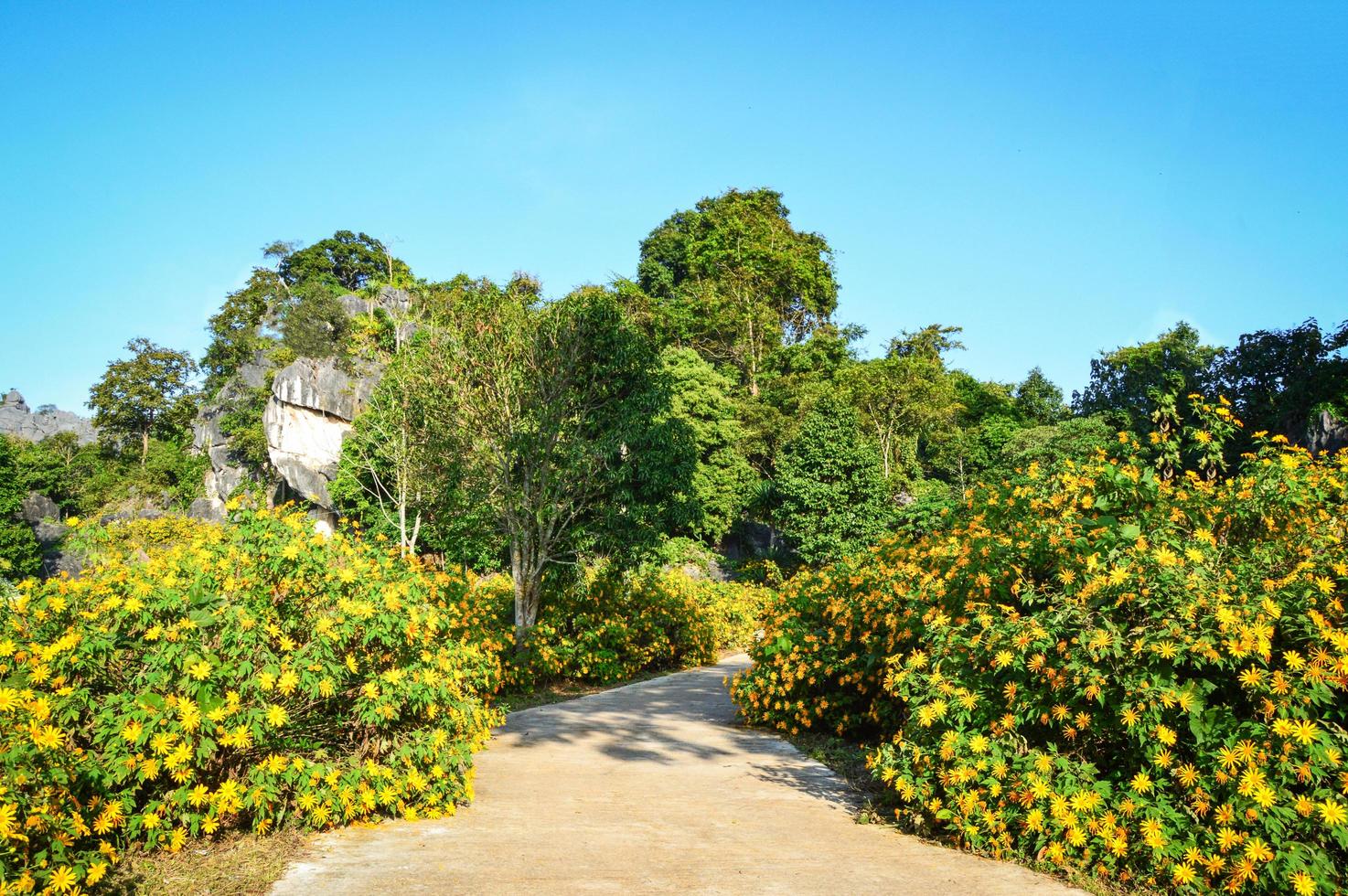 weg mit gelbem baumringelblumenfeld oder mexikanischer sonnenblume im parkgarten foto