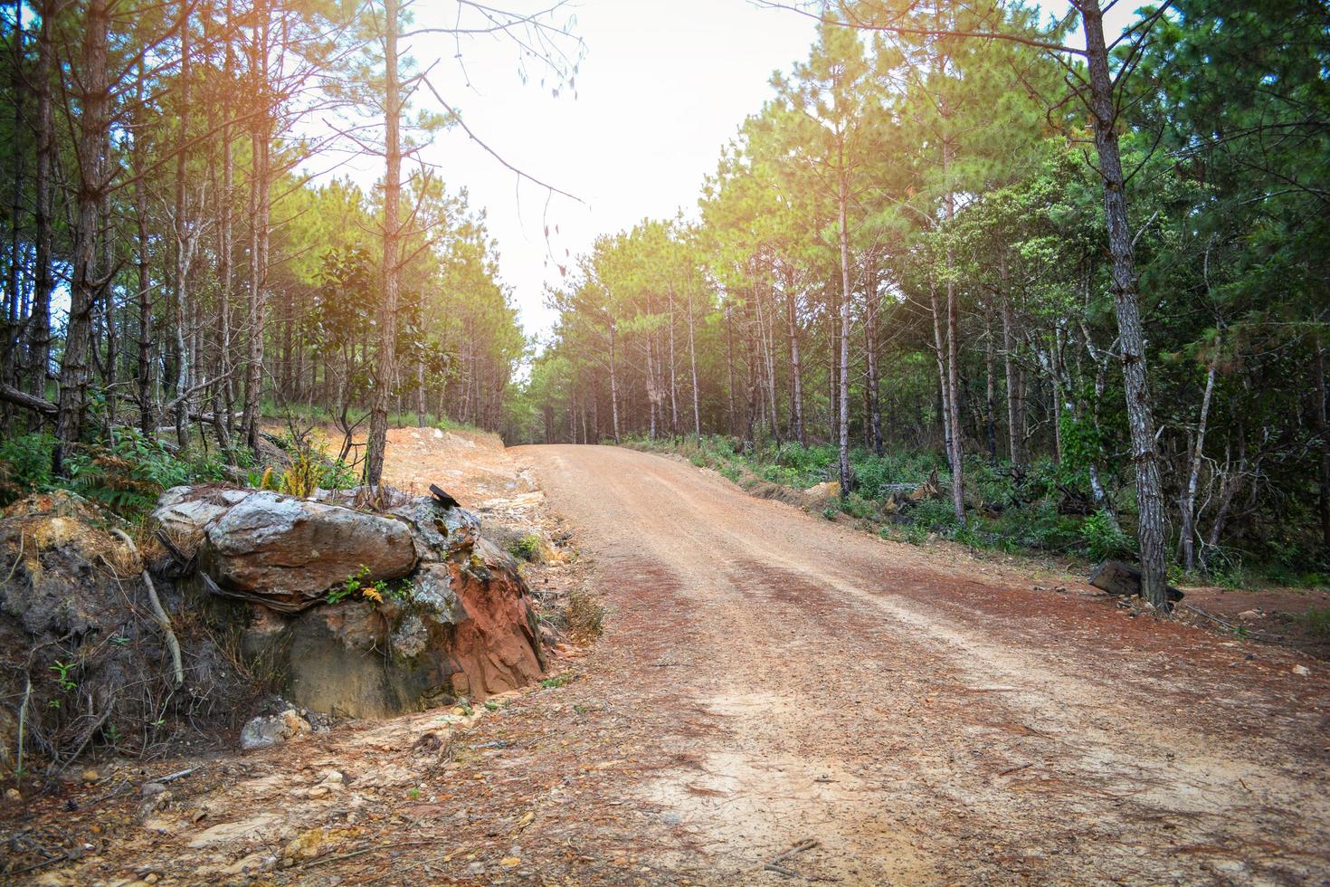 Feldwegstaub zu Kiefernwaldbäumen auf dem Land foto