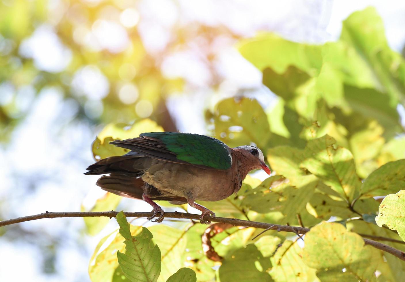 gemeiner asiatischer smaragdvogel taubengrüner flügel, der auf zweigbaumnatur sitzt foto