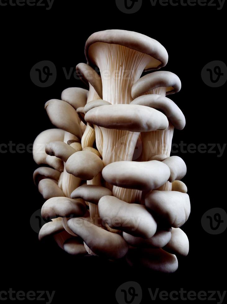 Austernpilze isoliert auf schwarzem Hintergrund. vollständiger Beschneidungspfad. ein schöner Haufen Pilze. foto