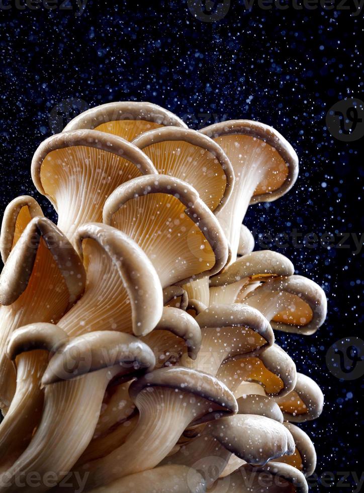 Austernpilze auf dunklem Hintergrund. schöne Pilze. foto