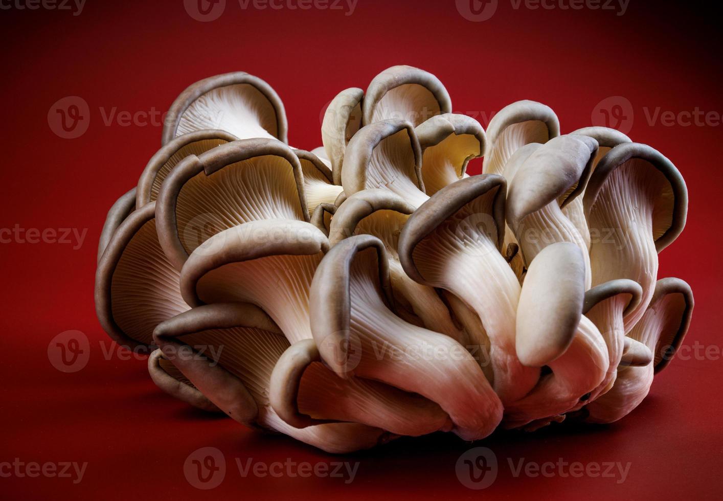 Austernpilze auf einem dunkelroten Hintergrund. sehr schöne Pilze. foto