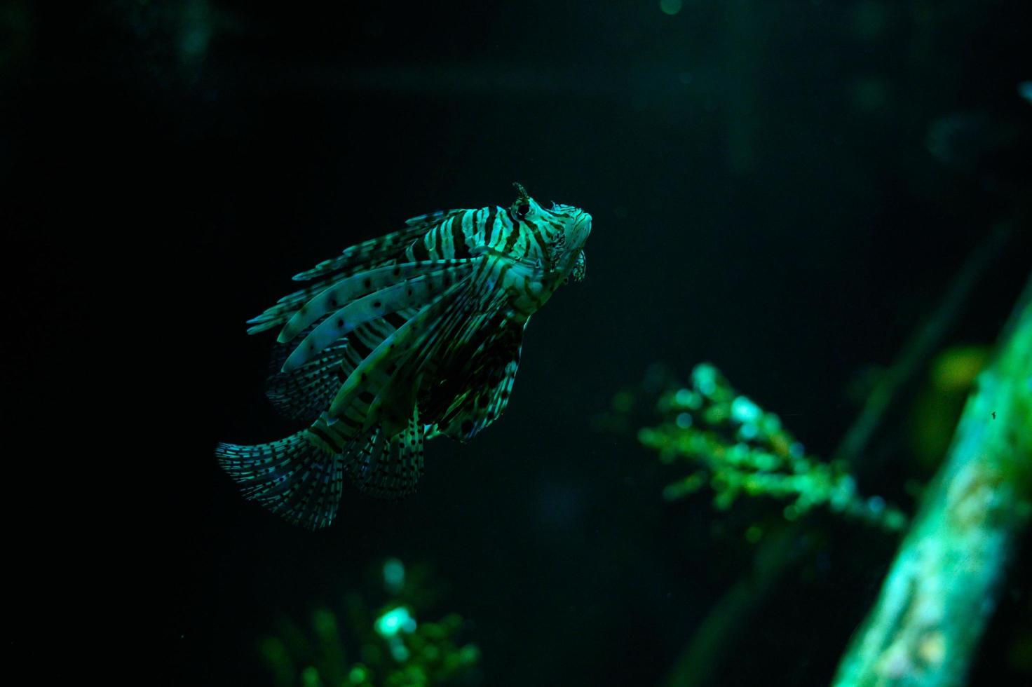 Unterwasserwelt. Rotfeuerfische in einem Aquarium foto