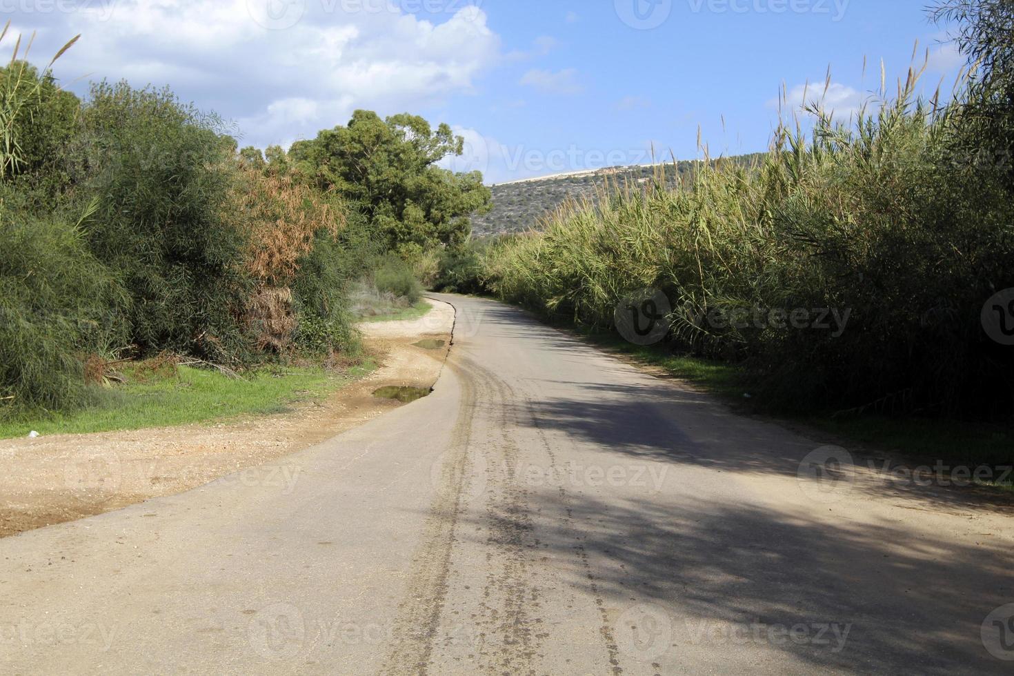 Waldlandstraße im Norden Israels. foto