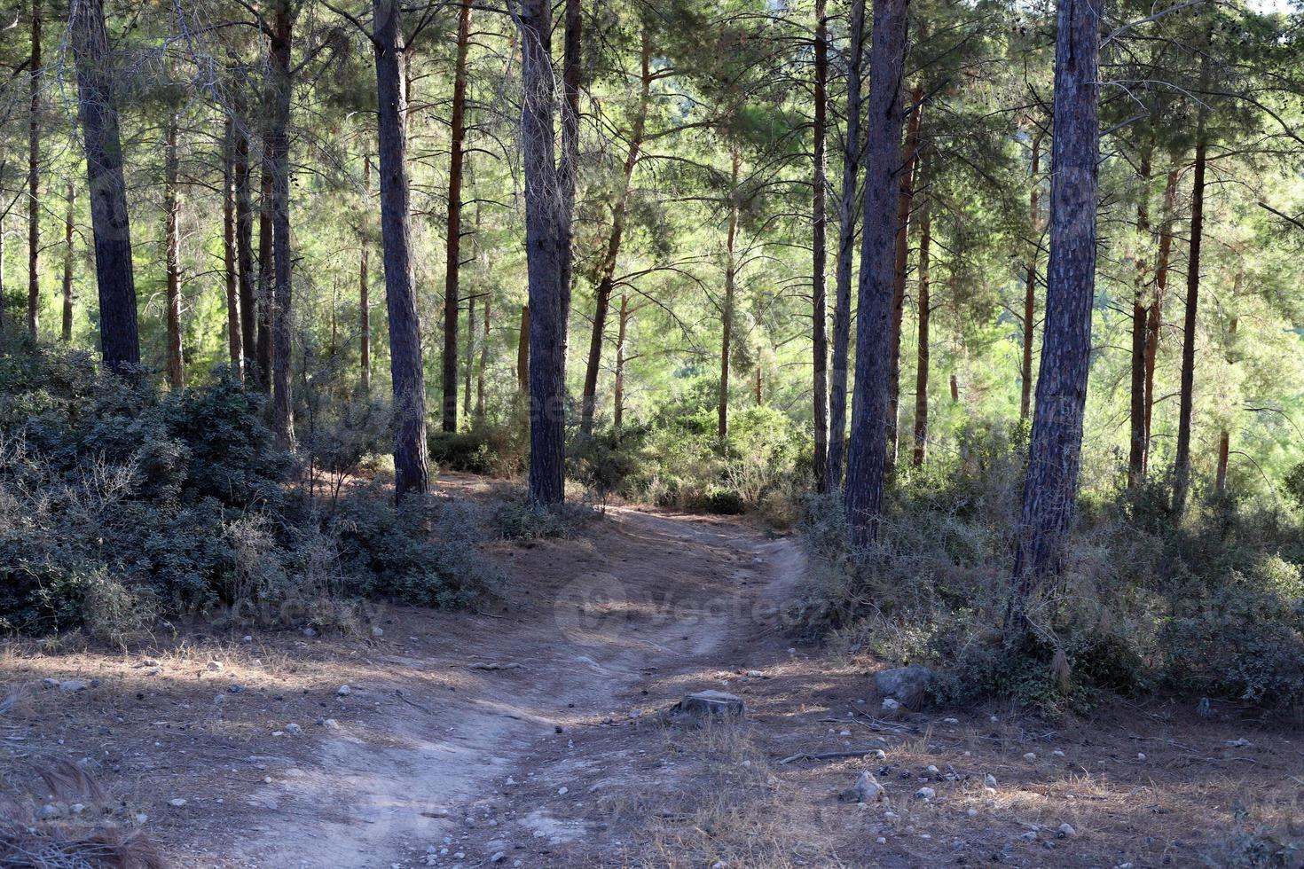 Waldlandstraße im Norden Israels. foto