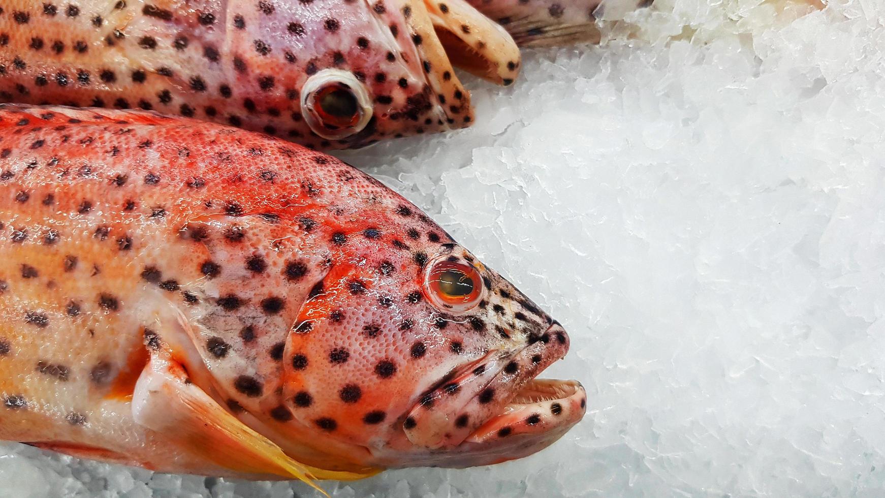 Frischer Zackenbarsch friert auf Eis zum Verkauf auf dem Fischmarkt oder im Supermarkt mit Kopienraum rechts ein. ungekochtes Essen und Tier auf U-Boot. foto