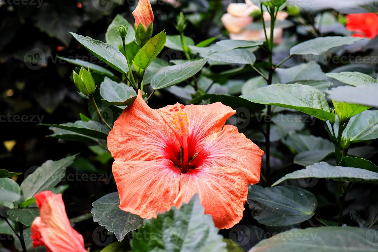 Hibiskusblüte, Hibiscus rosa sinensis l ist ein Strauch aus der Familie der Malvaceae, der aus Ostasien stammt und als Zierpflanze in tropischen und subtropischen Regionen weit verbreitet ist. foto