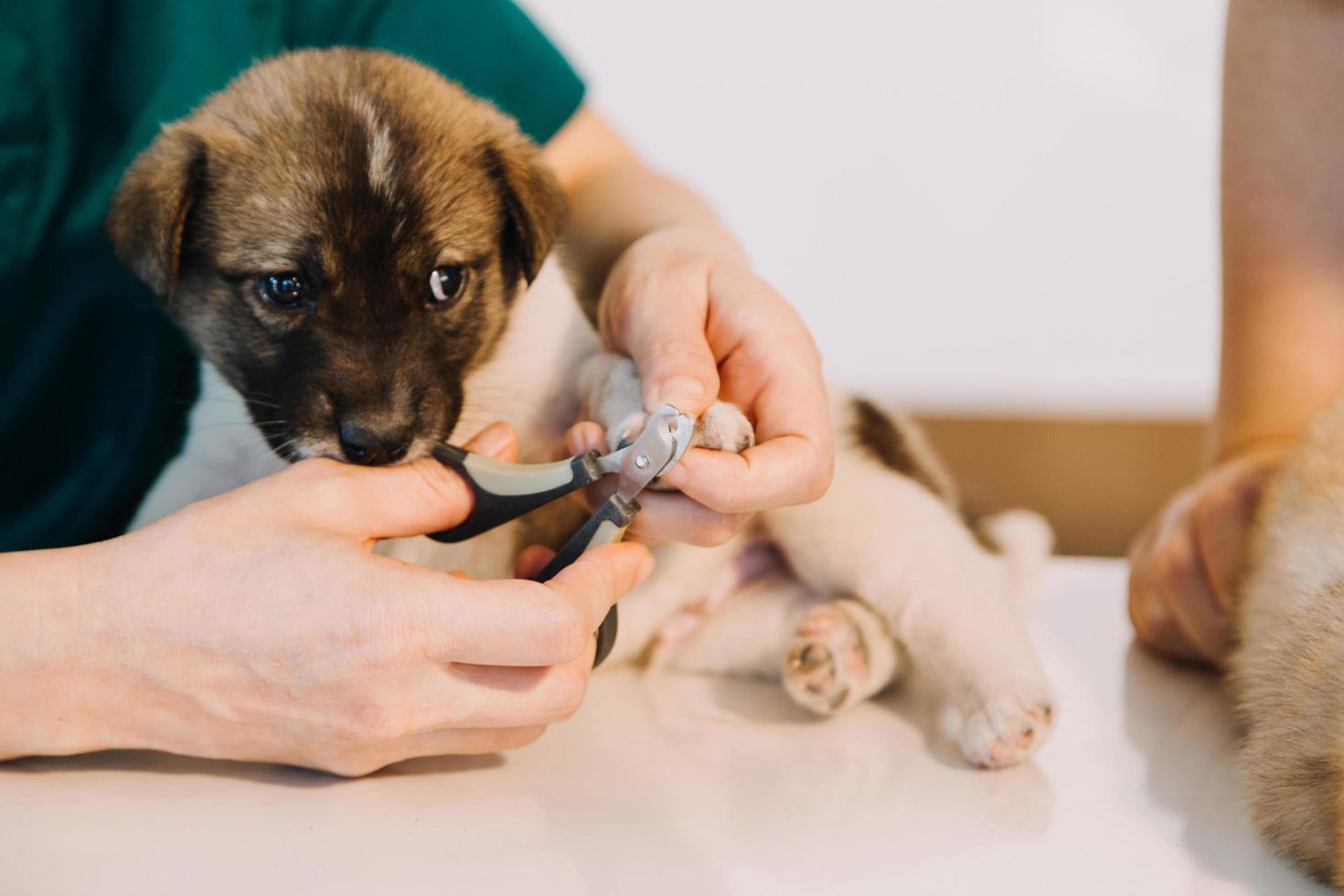 Überprüfung des Atems. Männlicher Tierarzt in Arbeitsuniform, der den Atem eines kleinen Hundes mit einem Phonendoskop in der Tierklinik hört. Haustierpflegekonzept foto