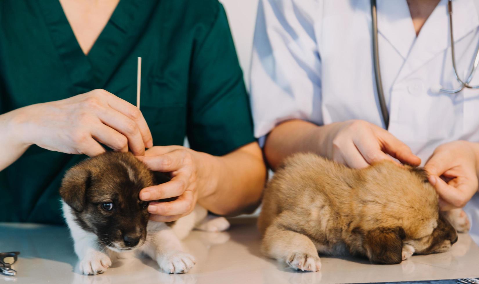 Überprüfung des Atems. Männlicher Tierarzt in Arbeitsuniform, der den Atem eines kleinen Hundes mit einem Phonendoskop in der Tierklinik hört. Haustierpflegekonzept foto