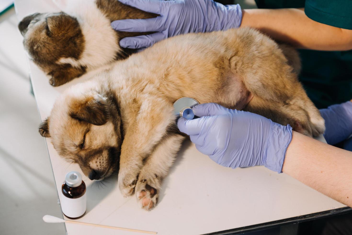 Überprüfung des Atems. Männlicher Tierarzt in Arbeitsuniform, der den Atem eines kleinen Hundes mit einem Phonendoskop in der Tierklinik hört. Haustierpflegekonzept foto