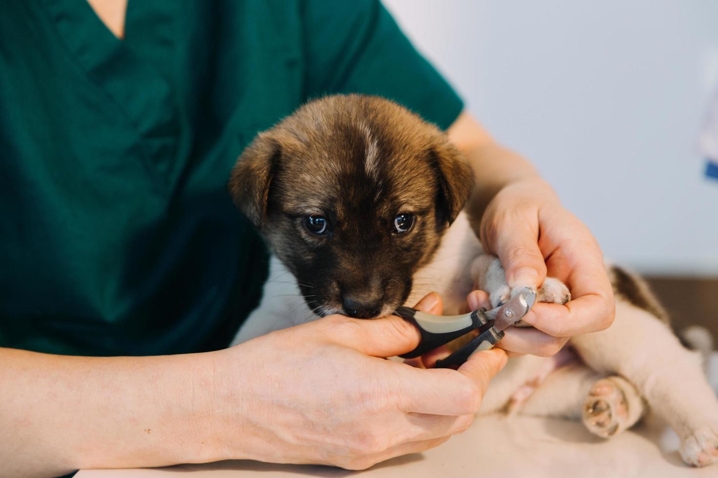 Überprüfung des Atems. Männlicher Tierarzt in Arbeitsuniform, der den Atem eines kleinen Hundes mit einem Phonendoskop in der Tierklinik hört. Haustierpflegekonzept foto