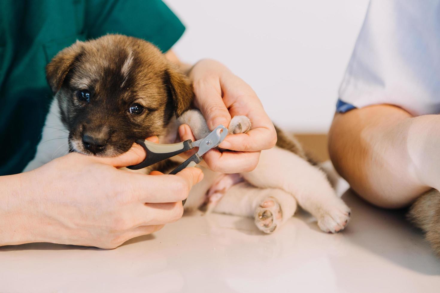 Überprüfung des Atems. Männlicher Tierarzt in Arbeitsuniform, der den Atem eines kleinen Hundes mit einem Phonendoskop in der Tierklinik hört. Haustierpflegekonzept foto