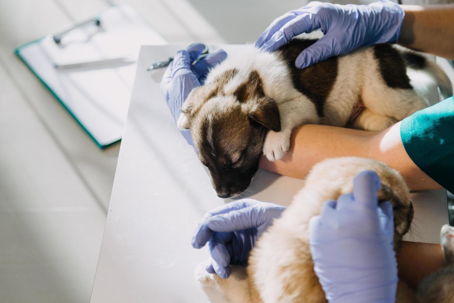 Überprüfung des Atems. Männlicher Tierarzt in Arbeitsuniform, der den Atem eines kleinen Hundes mit einem Phonendoskop in der Tierklinik hört. Haustierpflegekonzept foto