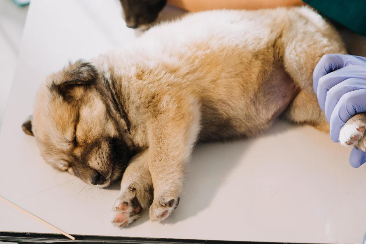 Überprüfung des Atems. Männlicher Tierarzt in Arbeitsuniform, der den Atem eines kleinen Hundes mit einem Phonendoskop in der Tierklinik hört. Haustierpflegekonzept foto