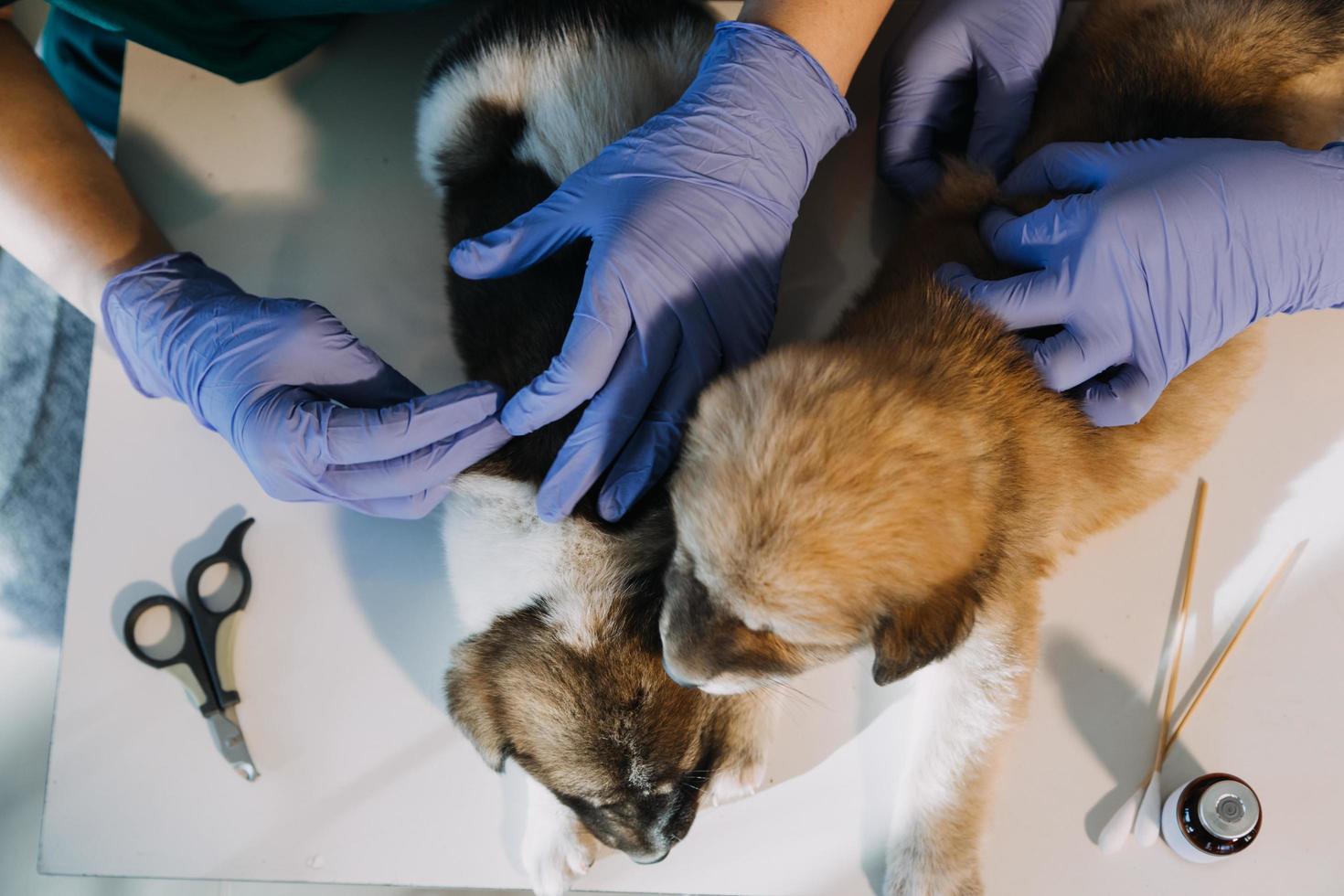 Überprüfung des Atems. Männlicher Tierarzt in Arbeitsuniform, der den Atem eines kleinen Hundes mit einem Phonendoskop in der Tierklinik hört. Haustierpflegekonzept foto