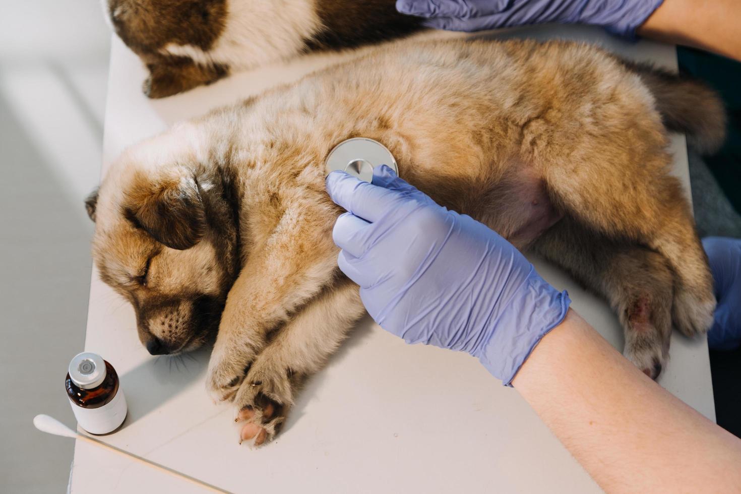 Überprüfung des Atems. Männlicher Tierarzt in Arbeitsuniform, der den Atem eines kleinen Hundes mit einem Phonendoskop in der Tierklinik hört. Haustierpflegekonzept foto