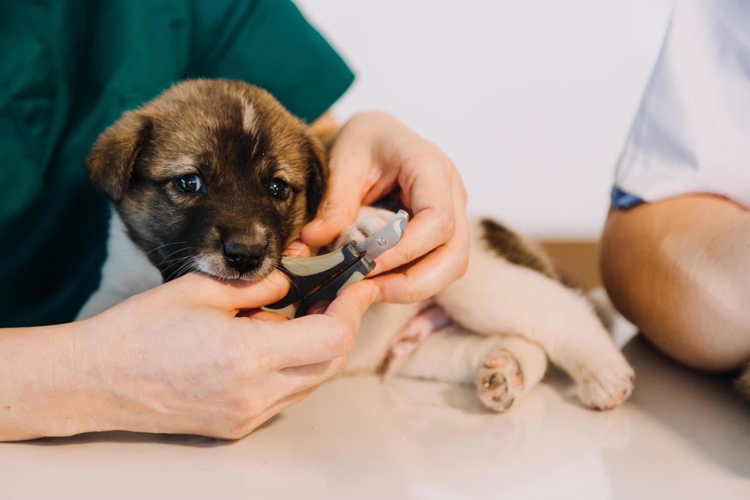 Überprüfung des Atems. Männlicher Tierarzt in Arbeitsuniform, der den Atem eines kleinen Hundes mit einem Phonendoskop in der Tierklinik hört. Haustierpflegekonzept foto