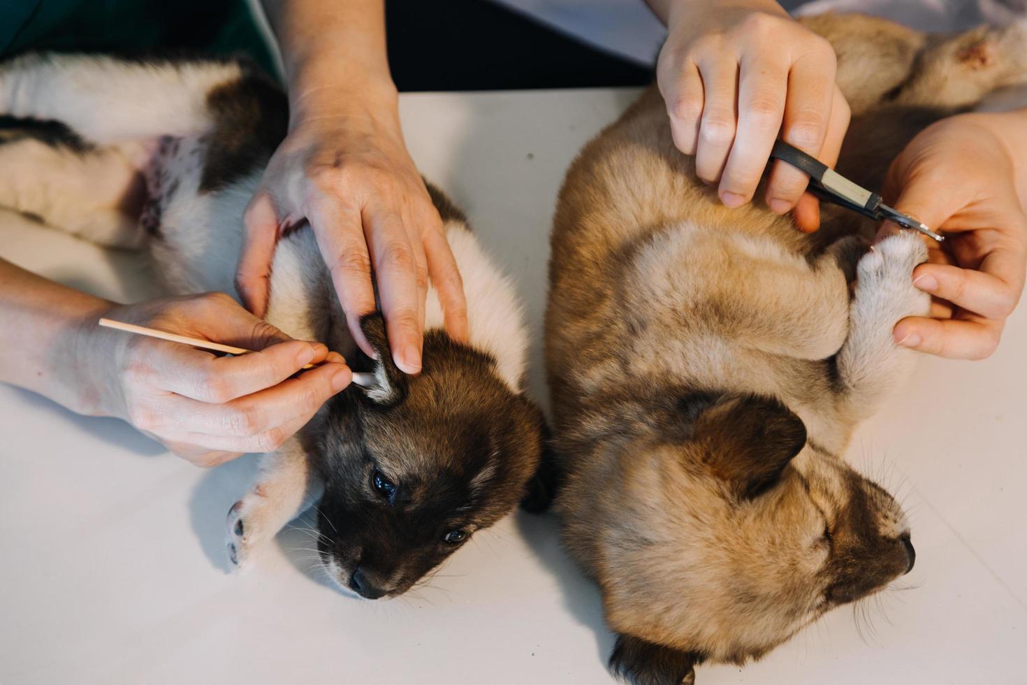 Überprüfung des Atems. Männlicher Tierarzt in Arbeitsuniform, der den Atem eines kleinen Hundes mit einem Phonendoskop in der Tierklinik hört. Haustierpflegekonzept foto