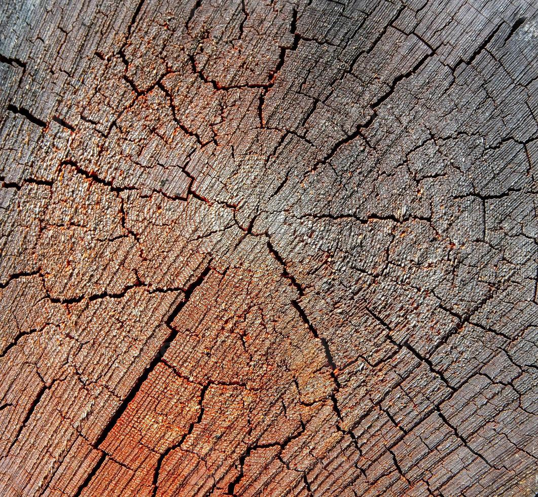 Holzstruktur aus geschnittenem Baumstamm, Nahaufnahme foto