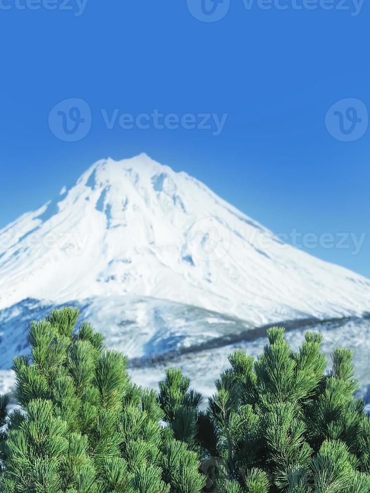 grüne Zedernzweige gegen Vulkan und blauen Himmel. selektiver Fokus foto