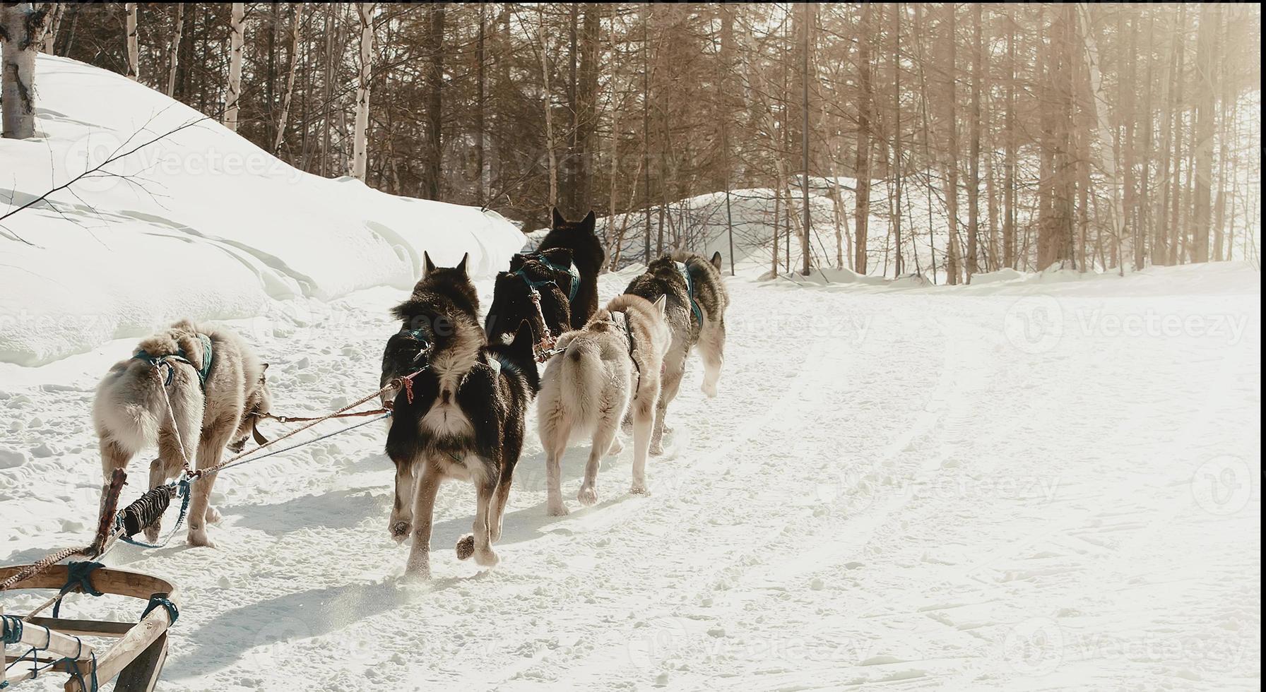 der musher versteckt sich hinter dem schlitten beim schlittenhunderennen auf schnee im winter foto