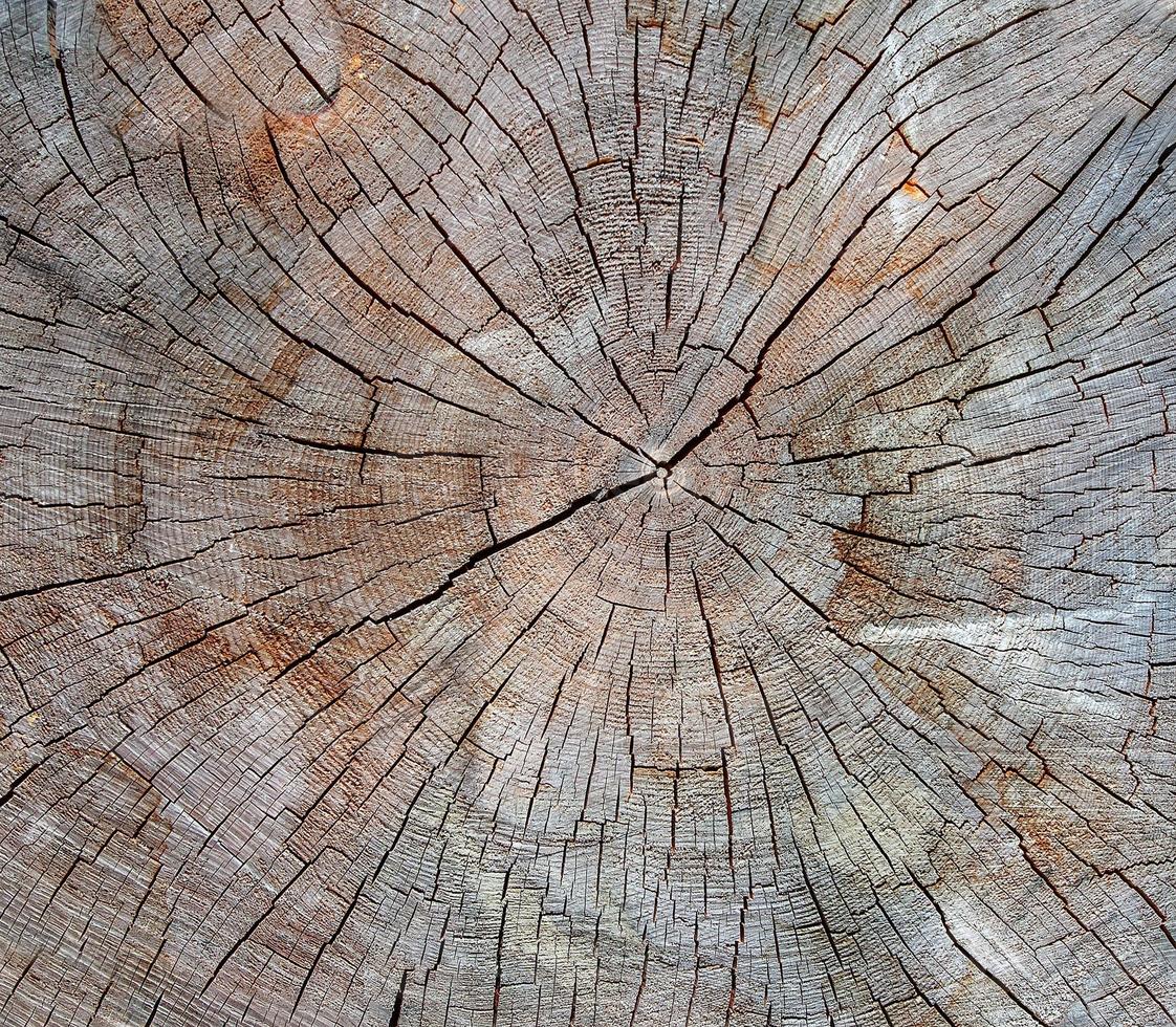 Holzstruktur aus geschnittenem Baumstamm, Nahaufnahme foto