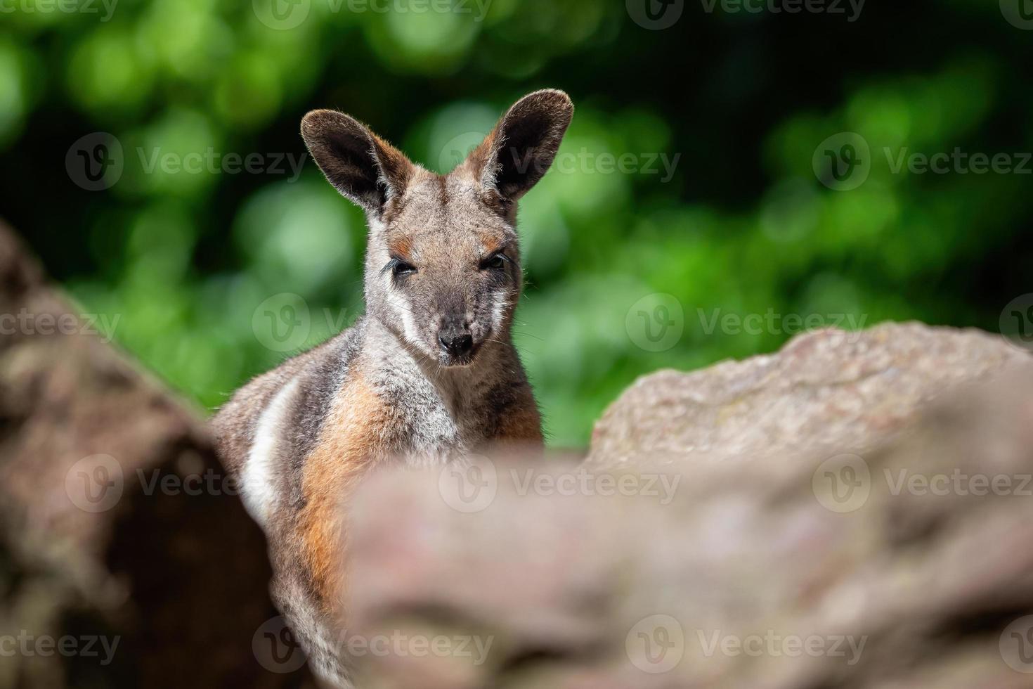 Gelbfüßiges Felsenwallaby, das auf einem Felsen sitzt foto