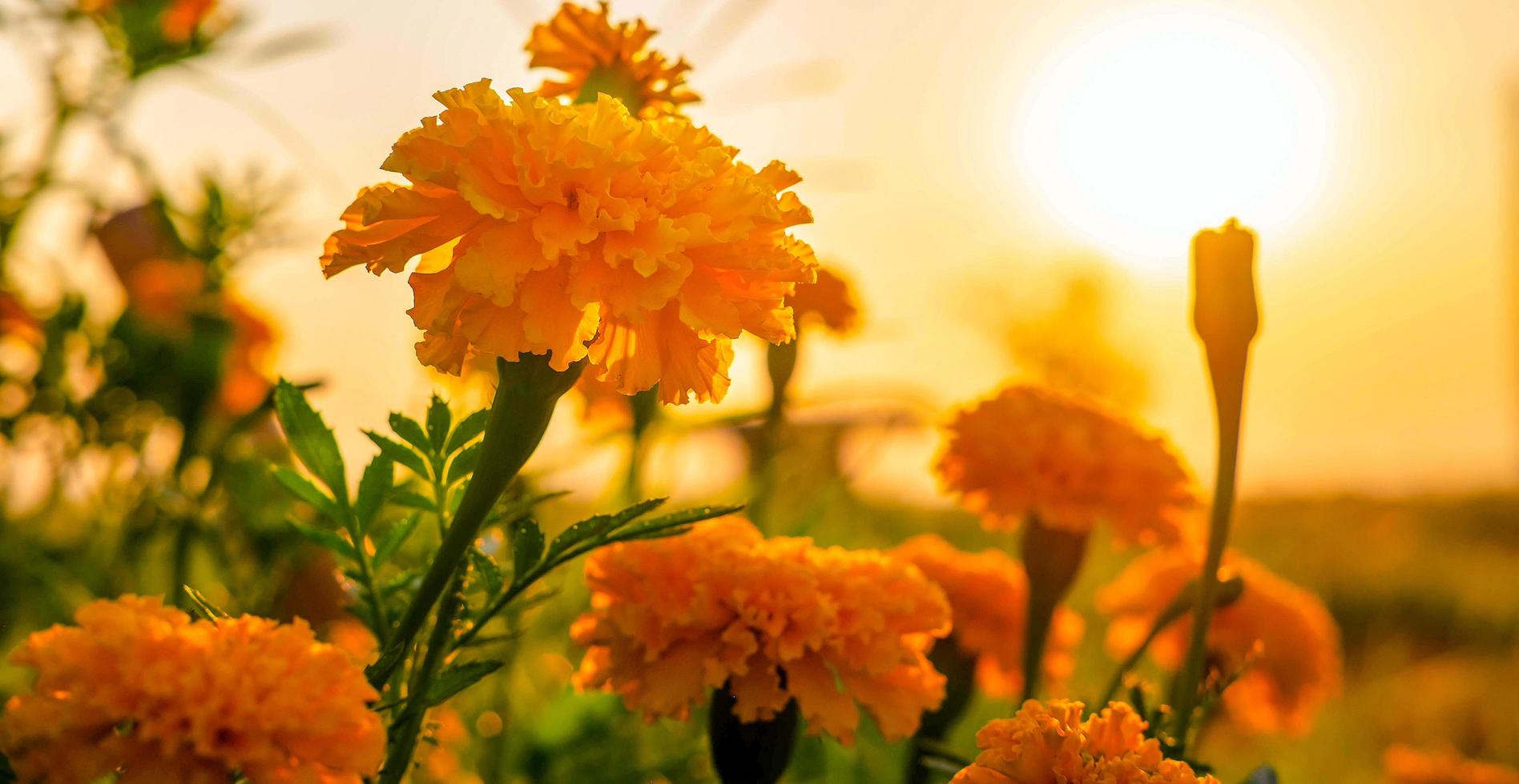 schönes feld der blühenden ringelblumenblume gegen sonnenuntergang goldenes licht und verschwommenes weiches zehn ringelblumenfeld natürlicher hintergrund foto