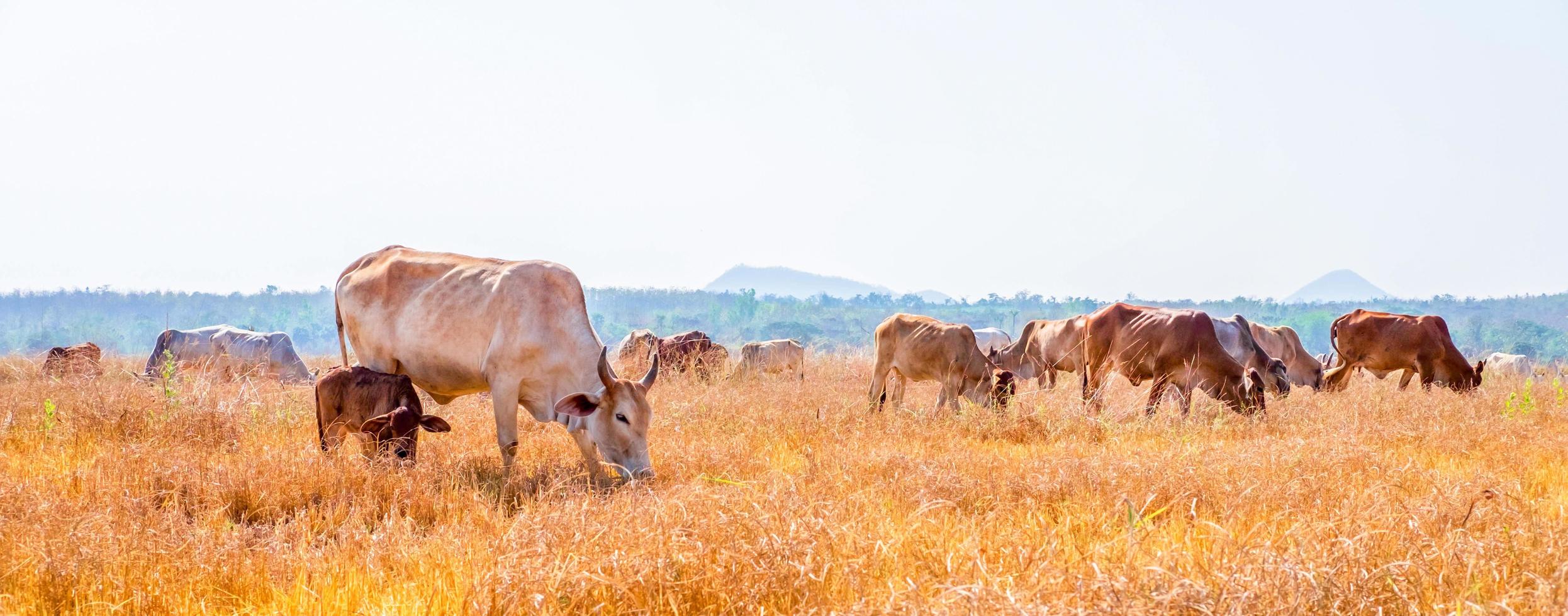Eine Herde einheimischer brauner Kühe, die Heu auf einer ländlichen Wiese essen. Herde von Kühen grasen an klaren Tagen auf Wiesen in hügeligen Landschaften und Wiesen. foto
