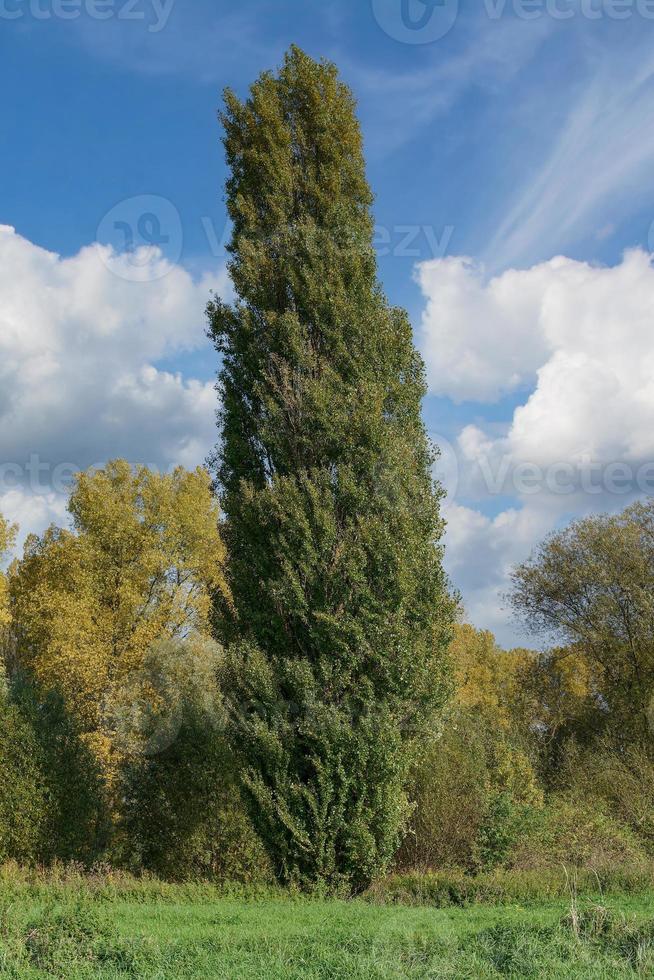 Schwarzpappel oder Lombardei-Pappel, Rheinland, Deutschland foto