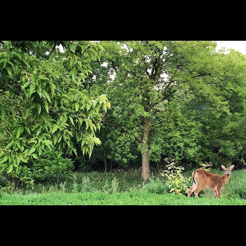 Rehe am Waldrand foto