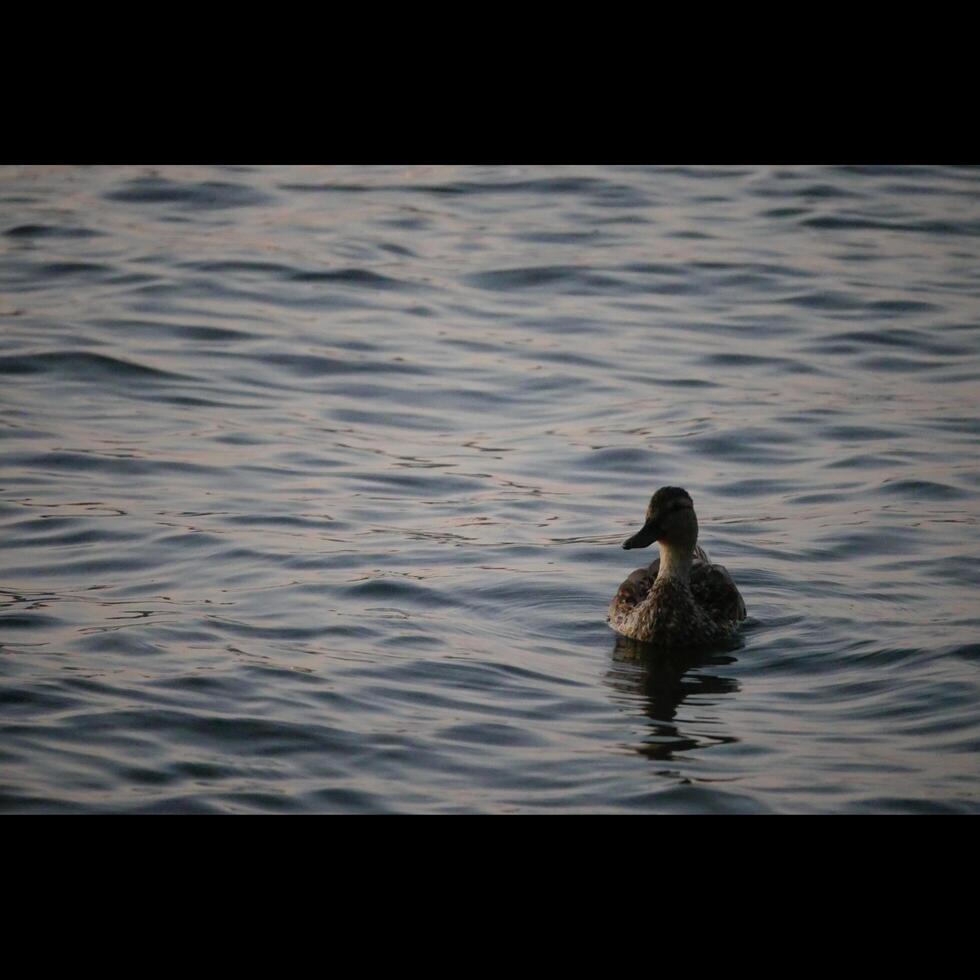 Entenschwimmen im Teich foto