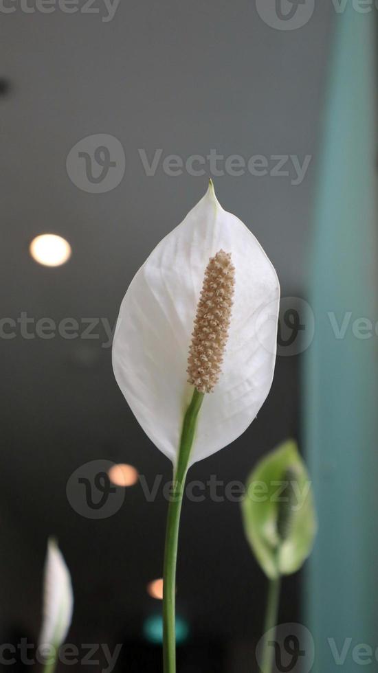 schöne weiße spathiphyllum-blume oder friedenslilie als zierpflanze. foto