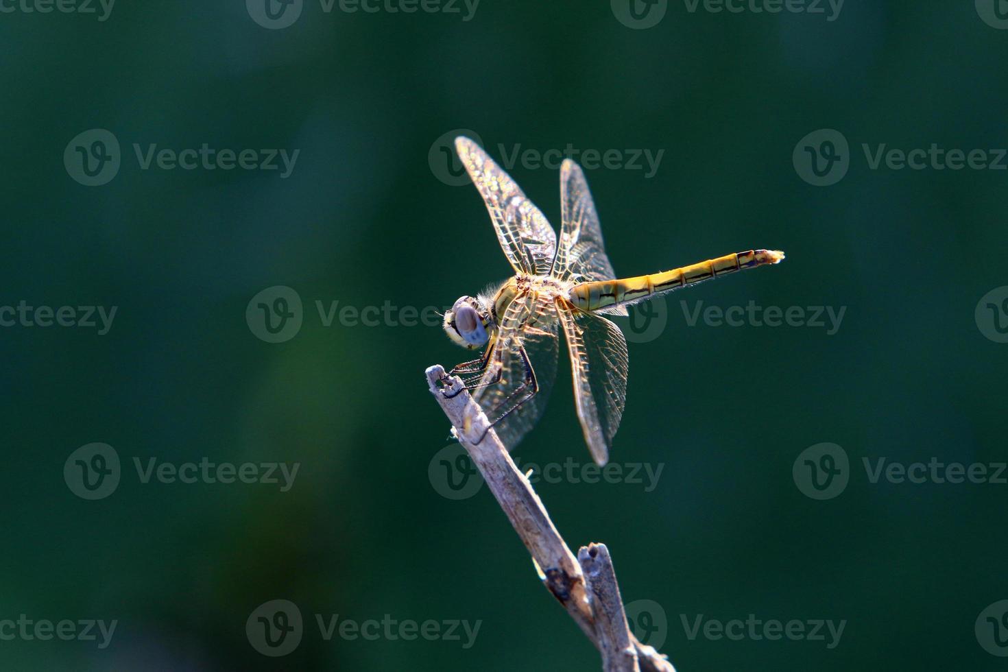 Insekten sind eine Klasse von wirbellosen Arthropoden. foto