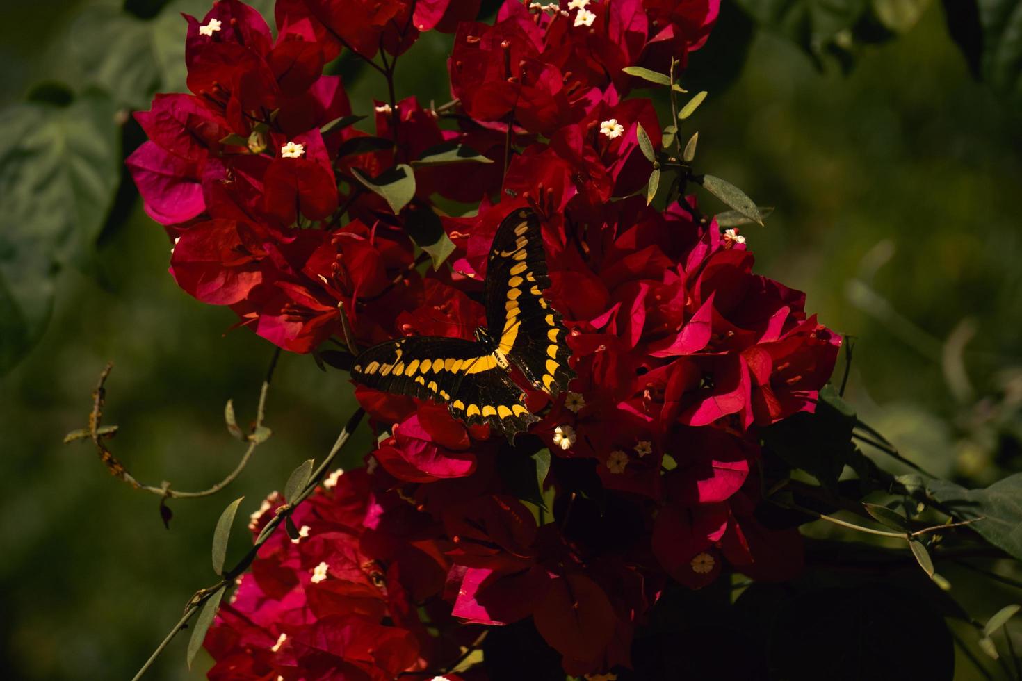 Mariposas von Sinaloa 2 foto