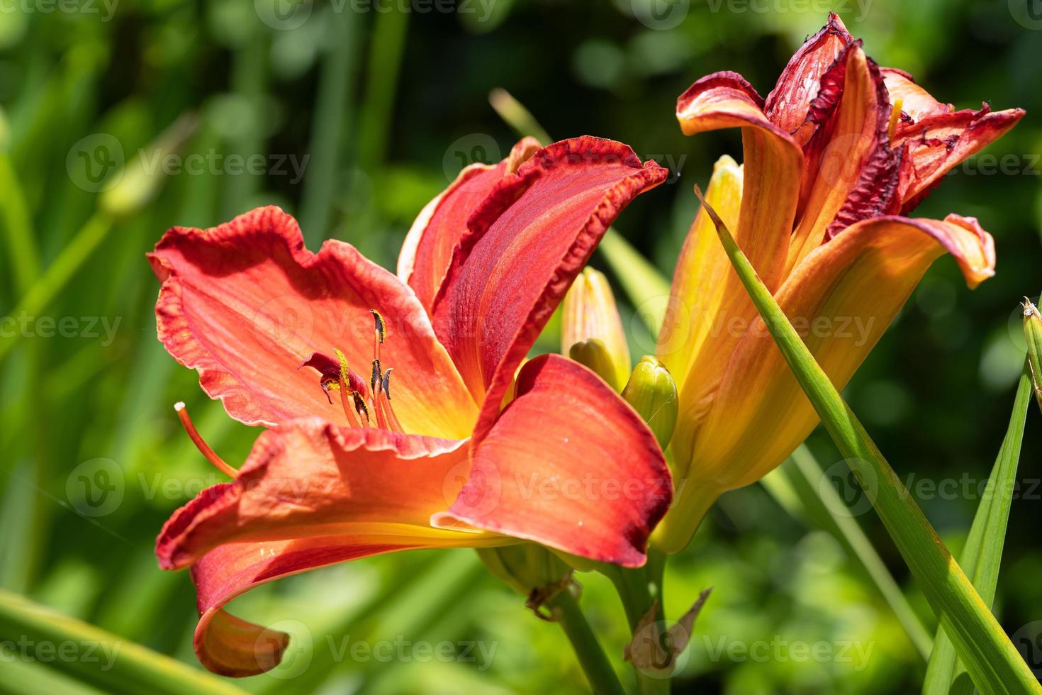 Taglilie, Hemerocallis foto